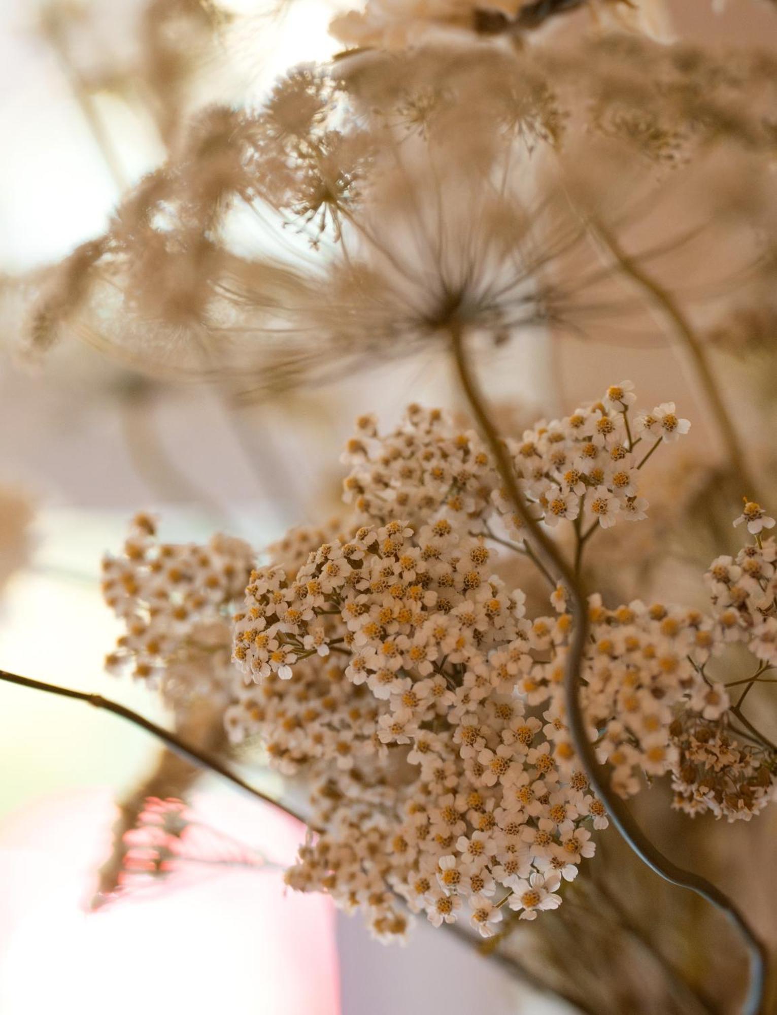 Leighton House - Boutique Guesthouse Bath Ngoại thất bức ảnh Dried chamomile flowers